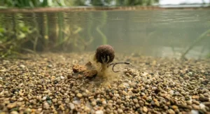 An underwater shot of a fishmeal boilie presented on a carp rig over a clean gravel lake bed.