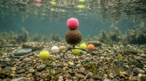 A classic snowman rig presentation featuring a dark bottom bait balanced by a small, fluoro pink pop-up boilie on top.