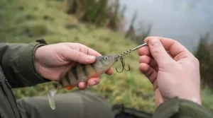 A corkscrew stinger rig screwed securely into the nose of a large paddle tail soft plastic lure