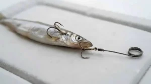 Step-by-step setup showing how to mount a deadbait using two treble hooks for pike ledgering.
