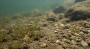 Underwater view of a low-visibility wire trace resting quietly on weed beds in a typical UK canal or reservoir.