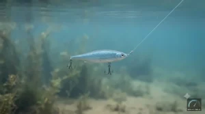 Diagram showing a suspending jerkbait movement in cold water.