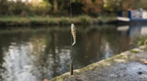 Close-up diagram showing a drop shot rig setup with a small soft plastic lure and terminal tackle for targeting perch in UK venues.
