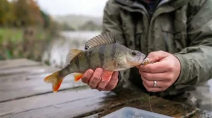 An angler safely handling a well-striped British perch caught using an artificial lure during a UK coarse fishing session.